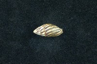 藏品(大燄筆螺)的圖片